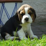 van Numaga beagles pups
