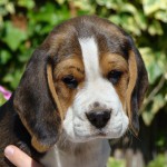 van Numaga beagles pups