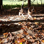 van numaga beagles pups indy
