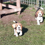 van numaga beagles pups indy