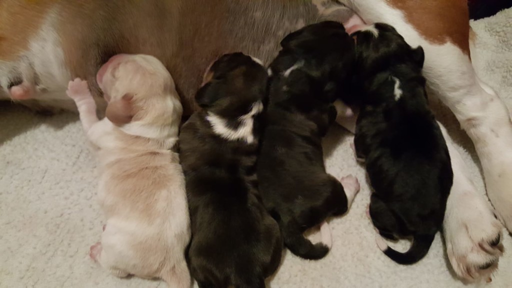 Nest Faye & Scoop 2019 van Numaga beagles