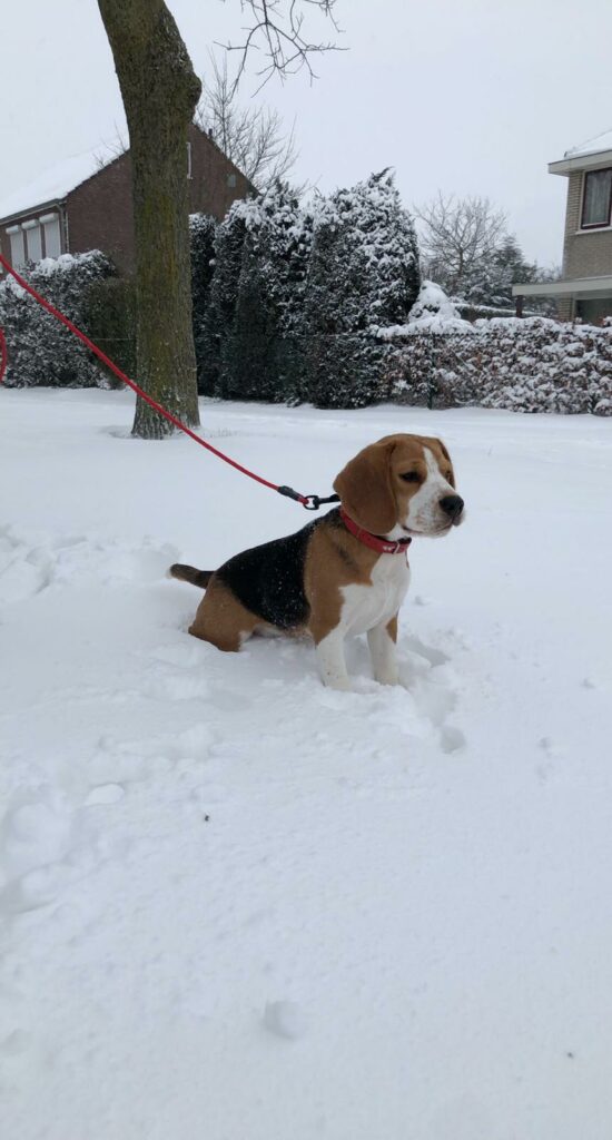 van numaga beagles sneeuw