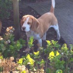 van Numaga Beagles Indy