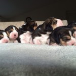 Pups Indy en Charlie 2015 van Numaga beagles