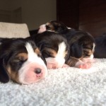 Pups Indy en Charlie 2015 van Numaga beagles