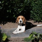 van Numaga beagles Luna