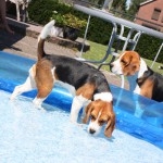 van Numaga beagles Luna