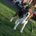 van Numaga beagles Luna