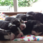 Pups Indy en Charlie 2015