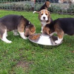 van_numaga_beagles_pups_indy