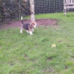 van_numaga_beagles_pups_indy