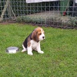 van_numaga_beagles_pups_indy
