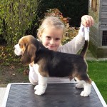 van_numaga_beagles_pups_indy