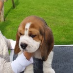 van_numaga_beagles_pups_indy