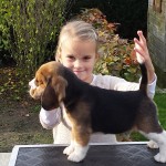 van_numaga_beagles_pups_indy