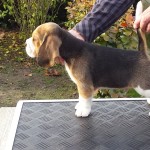 van_numaga_beagles_pups_indy