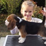 van_numaga_beagles_pups_indy_17