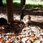 van numaga beagles pups indy