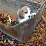 van numaga beagles pups indy