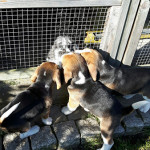van numaga beagles pups indy