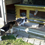 van numaga beagles pups indy