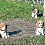 van numaga beagles pups indy