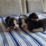 van numaga beagle pups mendy 2018