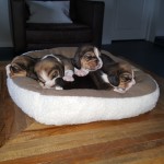 van numaga beagle pups mendy 2018