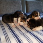 van numaga beagle pups mendy 2018